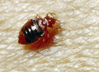 Bed bug l Clemson University