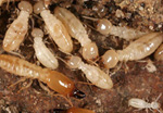 Adult worker termites l Gary Alpert, Harvard University
