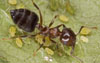Small Ant | David Cappaert, Michigan State University
