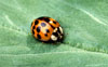 Asian Lady Beetle l Scott Bauer, USDA Agricultural Research Service
