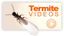 Termite Videos
