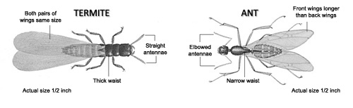 Termite and Ant comparison