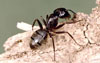 Carpenter Ant l Clemson University