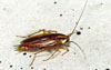 German Cockroach l Clemson University