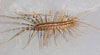 House Centipede l Gary Alpert, Harvard University