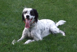 English Setter Rescue