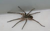 Wolf Spider l Lesley Ingram